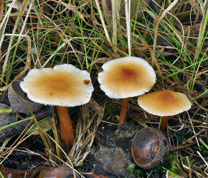 Gymnopus dryophilus Russet shank Łysostopek pospolity