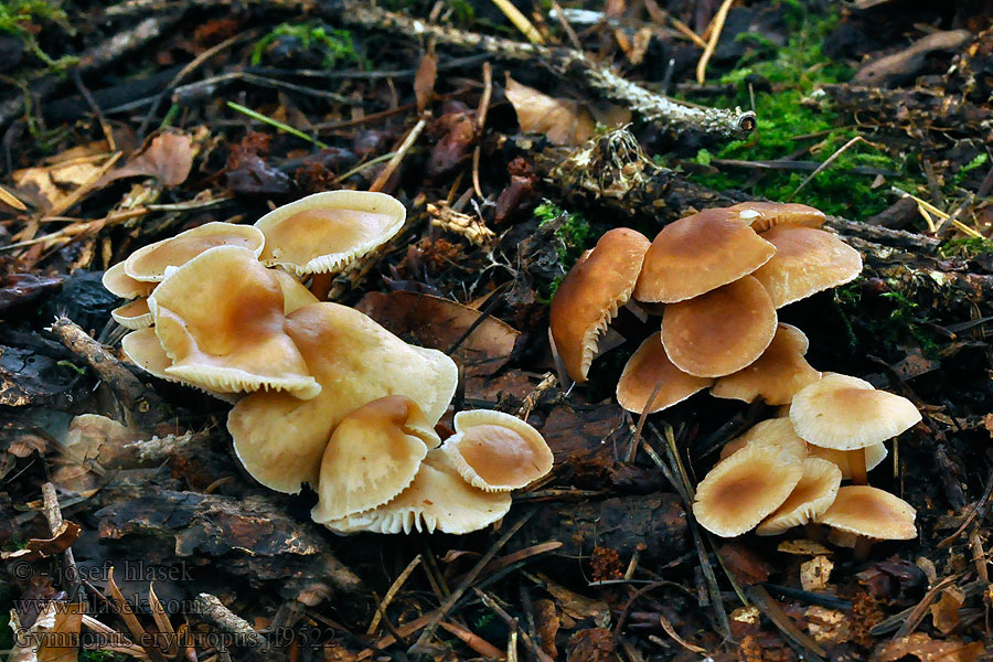 Gymnopus erythropus Penízovka červenonohá