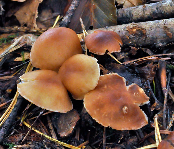 Penízovka červenonohá Gymnopus erythropus