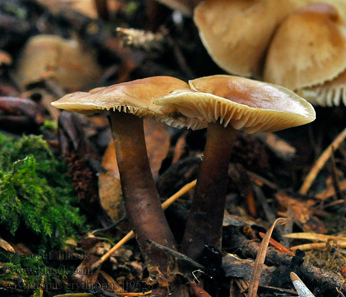 Gymnopus erythropus