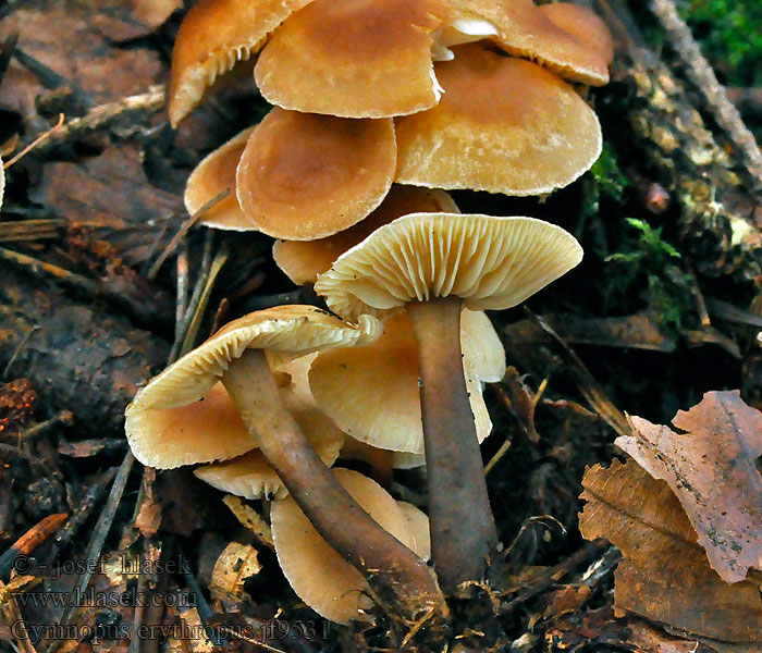 Gymnopus erythropus