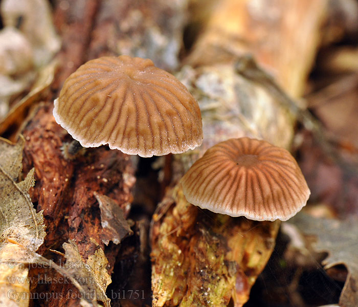 Gymnopus foetidus Micromphale foetidum Špička páchnoucí Stinkender Zwergschwindling Takjesstinktaailing Pępownik niemiły Špička smradľavá Stinkende bruskhat Stinkbroskskivling Stinkbrosking Haisunahikas Marasme fétide Stankseigsopp Микромфале вонючая Foetid Parachute