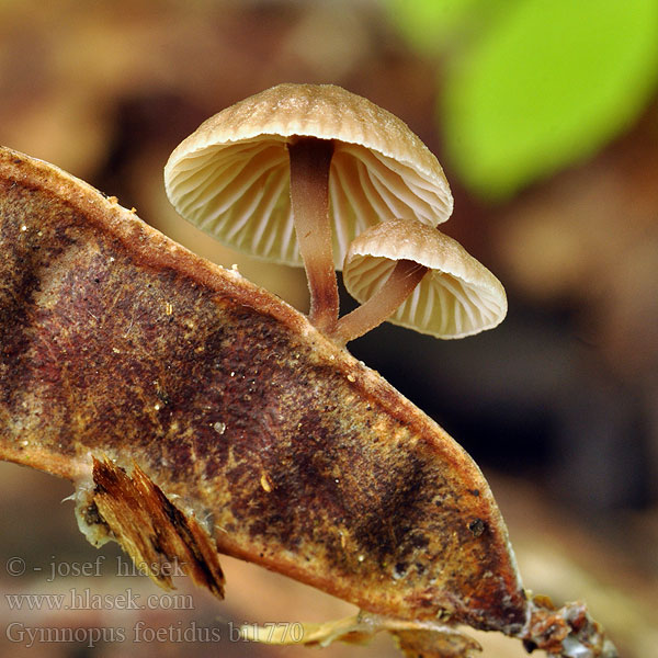 Gymnopus foetidus Marasme fétide Stankseigsopp Микромфале вонючая Foetid Parachute