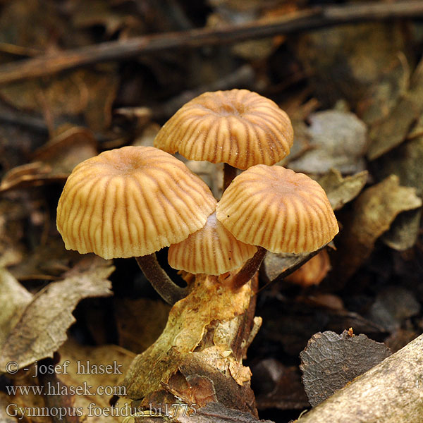 Gymnopus foetidus Микромфале вонючая Foetid Parachute