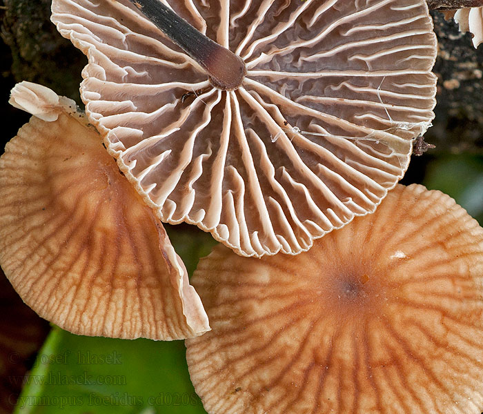 Špička páchnoucí Gymnopus foetidus