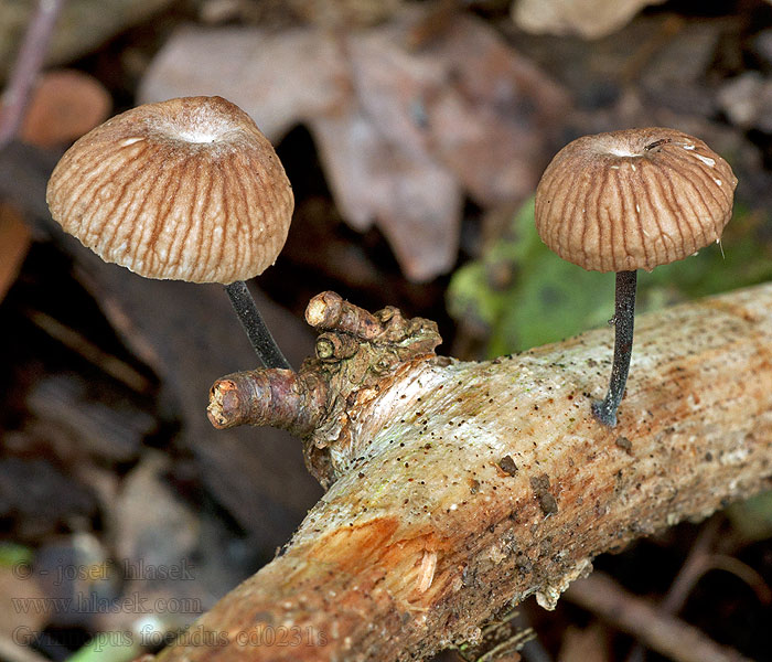 Stinkender Zwergschwindling Gymnopus foetidus