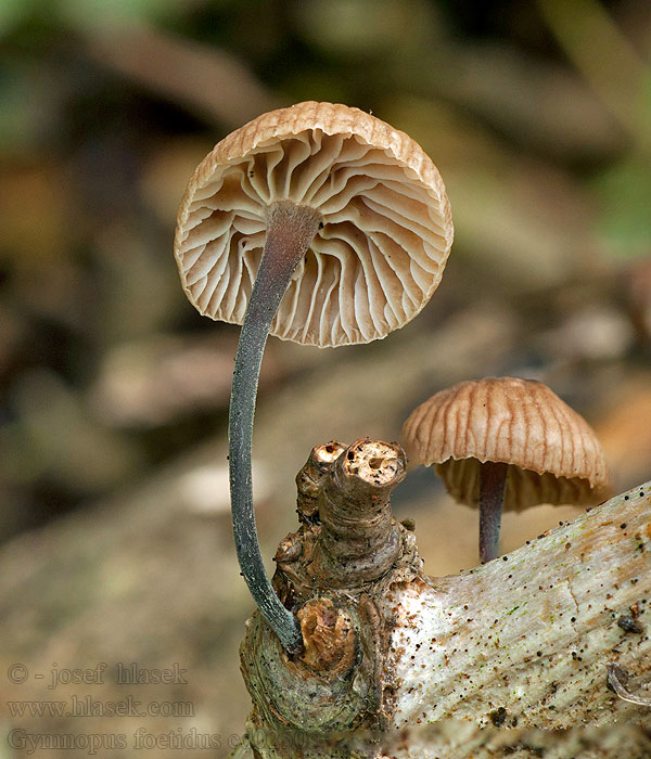 Takjesstinktaailing Gymnopus foetidus