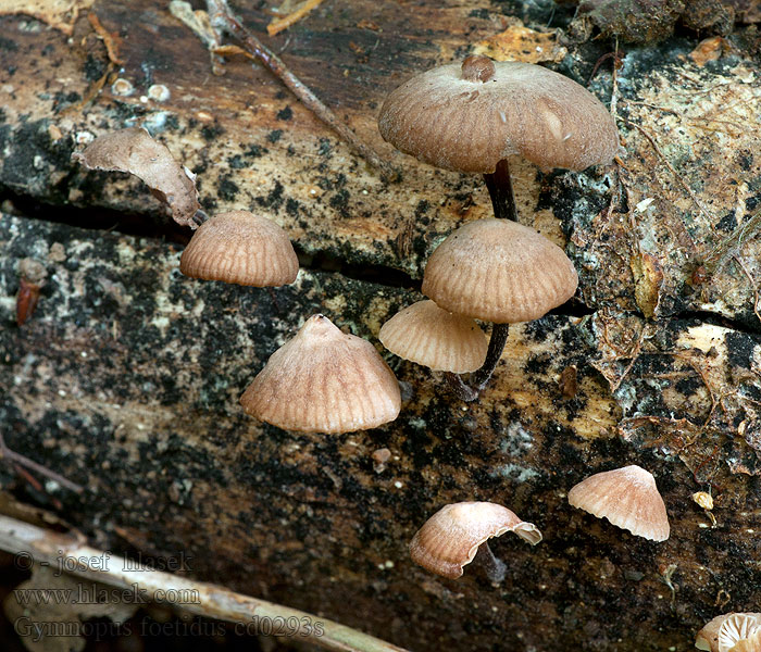 Foetid Parachute Gymnopus foetidus