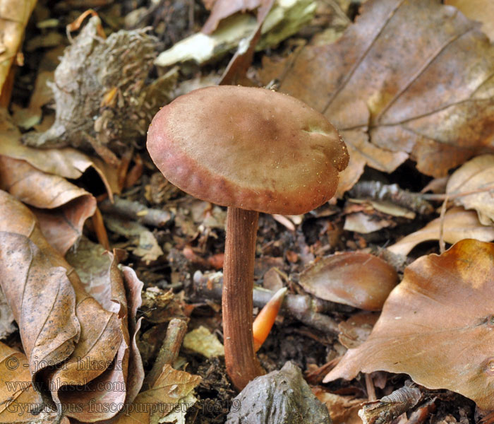 Gymnopus fuscopurpureus Penízovka hnědočervená Purpurbraune Rübling