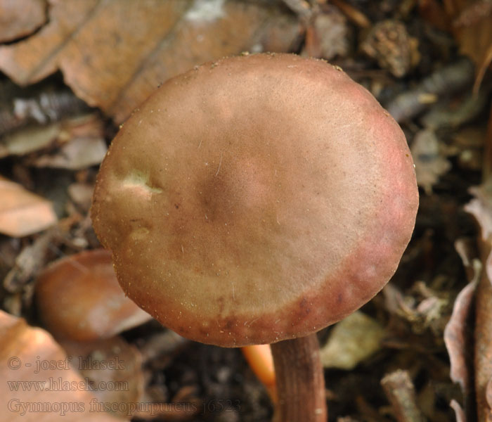 Gymnopus fuscopurpureus Peniazovka hnedočervená Purpurbrun nagelskivling