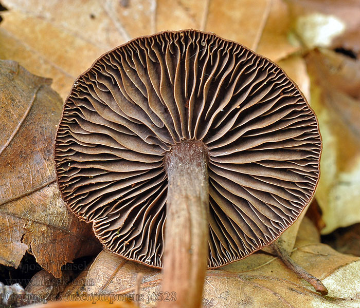 Gymnopus fuscopurpureus Tummajuurekas Гимнопус темно-пурпуровый