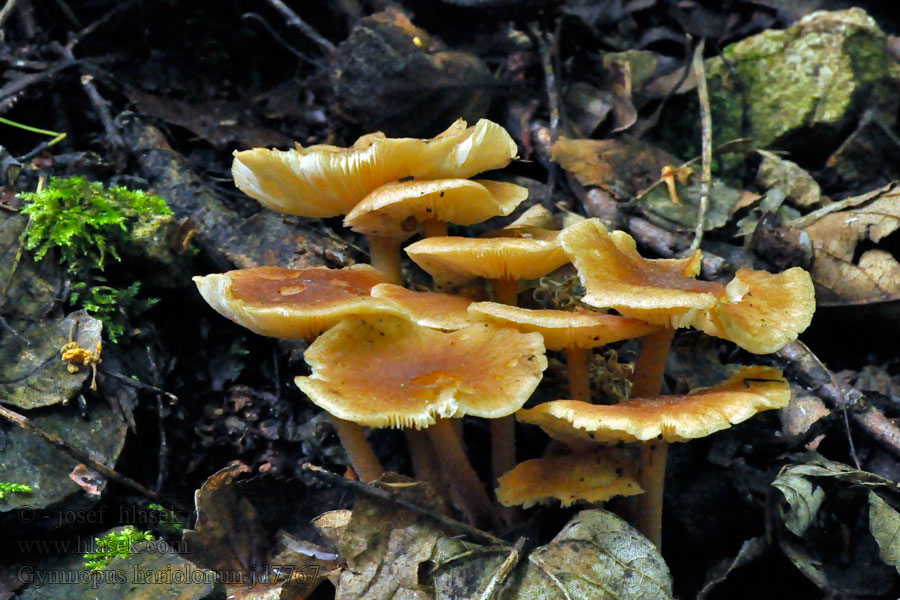 Gymnopus hariolorum Penízovka věštecká Stinkender Frühlings-Rübling