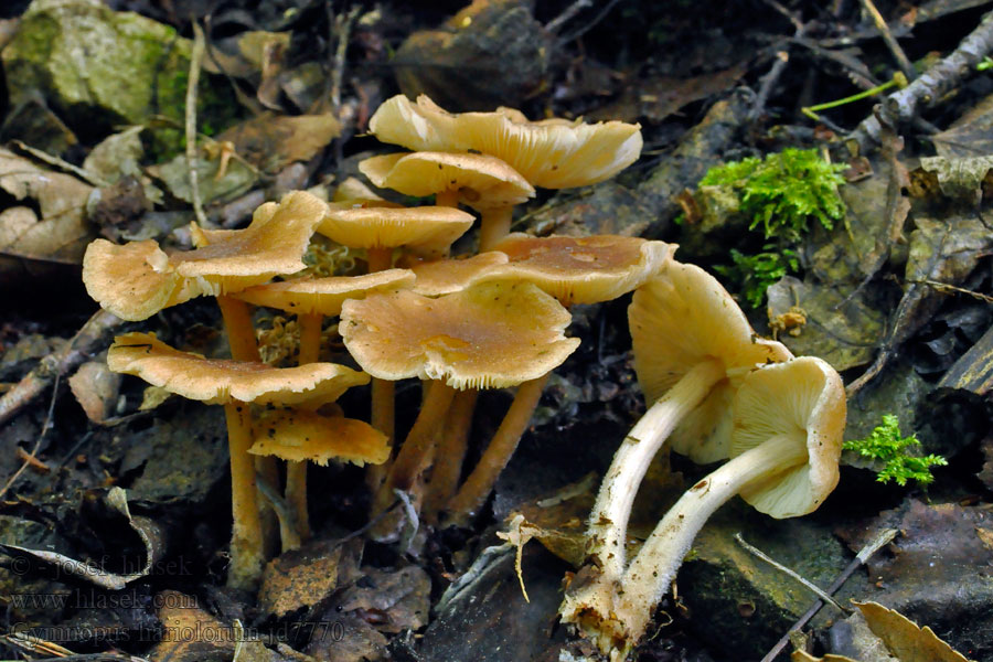 Gymnopus hariolorum Łysostopek niemiły Stinknagelskivling