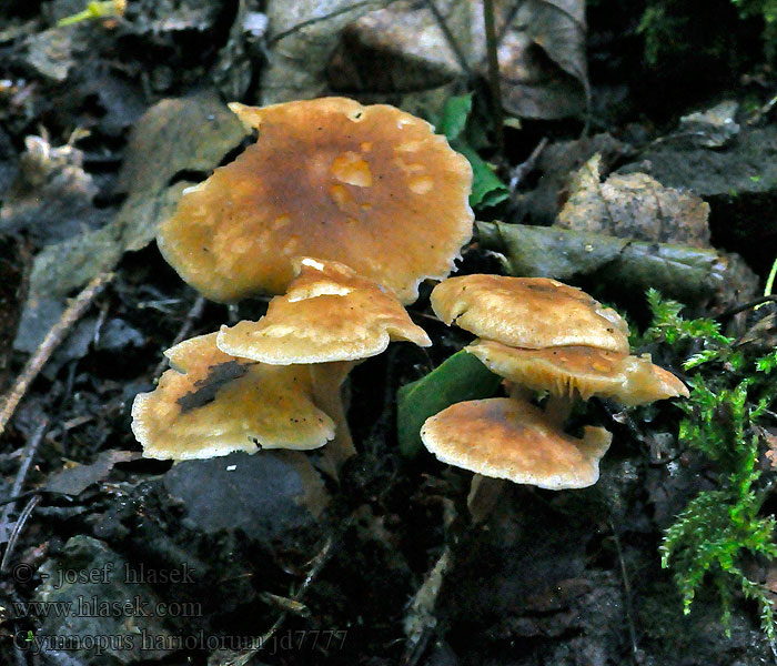 Penízovka věštecká Gymnopus hariolorum