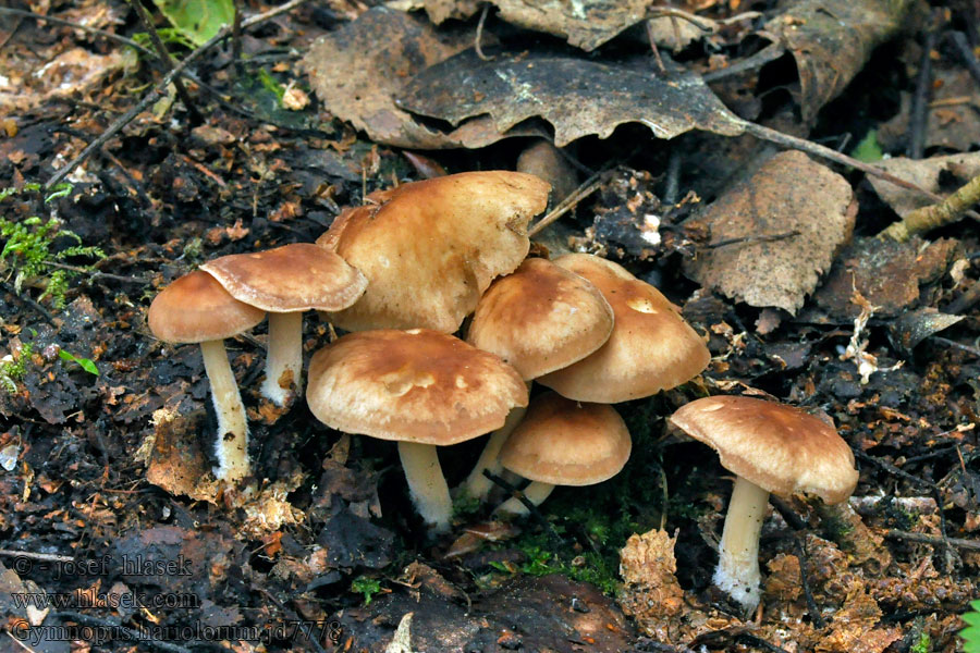 Stinkender Frühlings-Rübling Gymnopus hariolorum