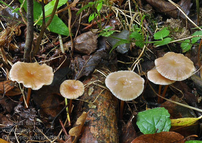 Gymnopus hybridus Penízovka zvrhlá