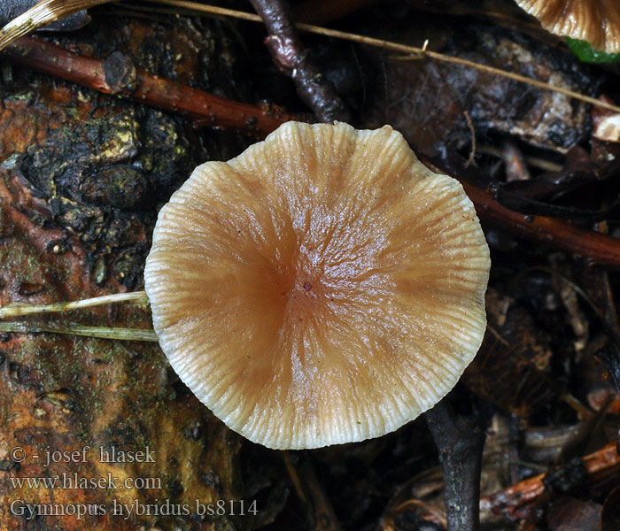 Gymnopus hybridus Zimtlamellen-Rübling