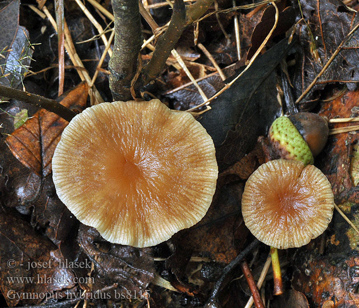 Gymnopus hybridus Peniazovka hybridná