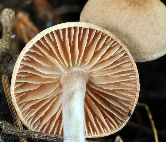 Gymnopus impudicus Marasmius Micromphale impudicum