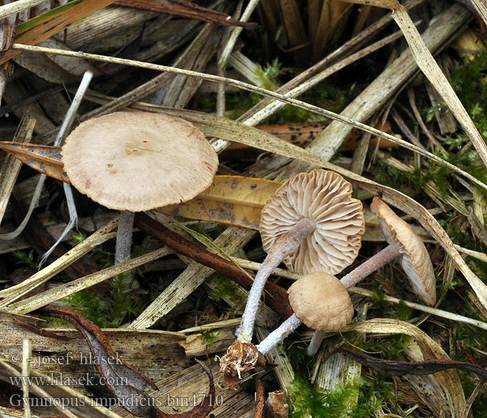 Unverschämter Blaßsporrübling Rübling Collybia impudica