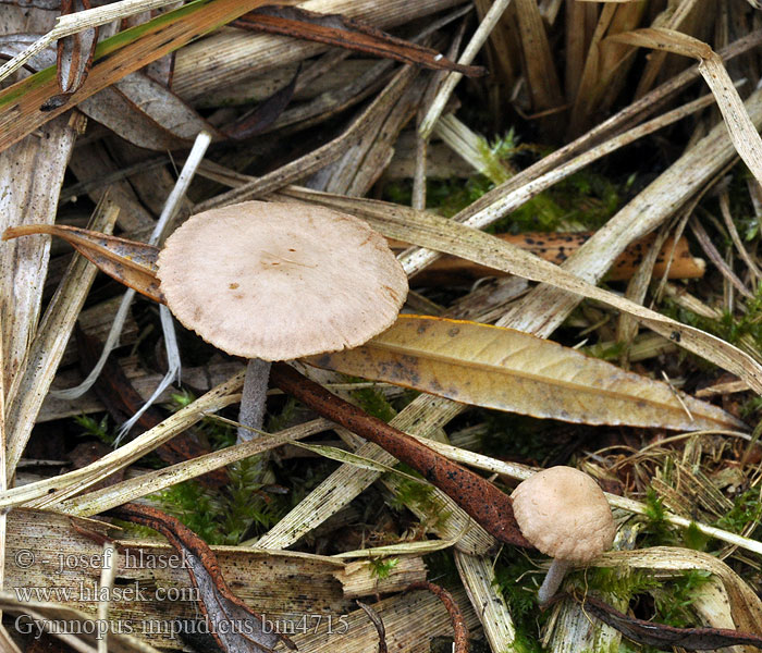 Gymnopus impudicus bm4715