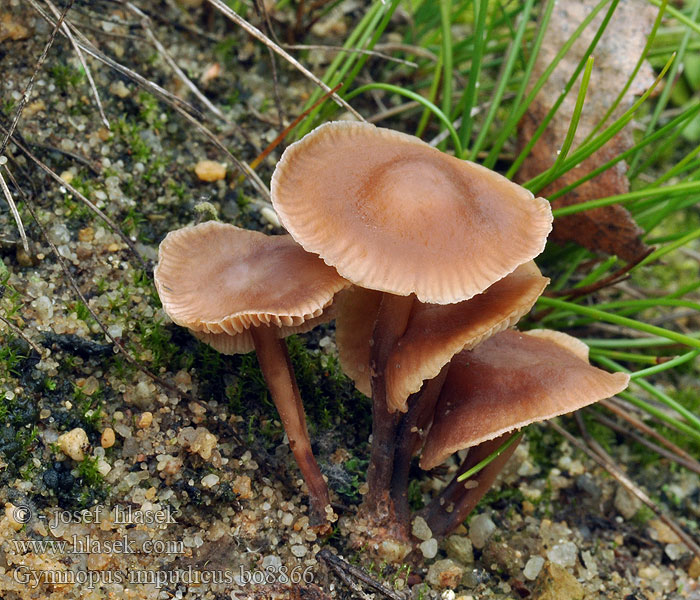 Gymnopus impudicus Penízovka nestoudná