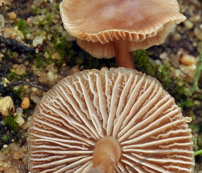 Gymnopus impudicus Unverschämter Blaßsporrübling Rübling