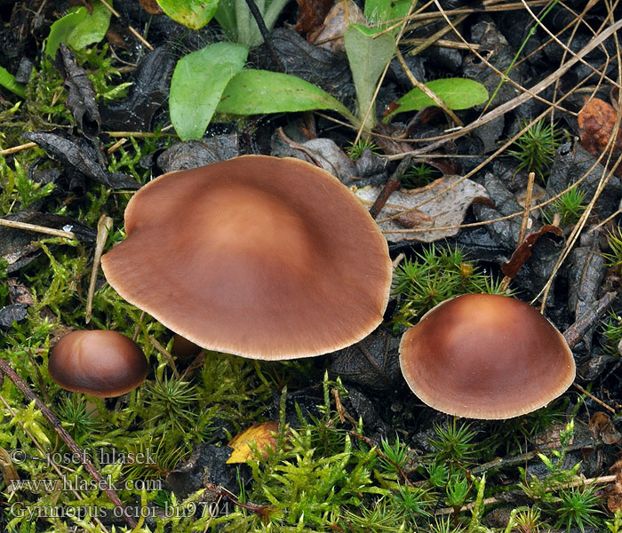 Gymnopus ocior Penízovka srostlá Gelbblättrige Blasssporrübling