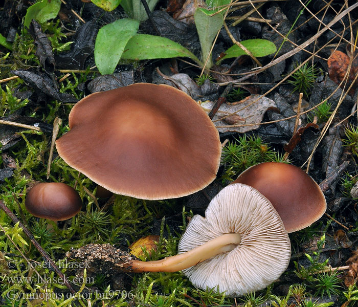 Gymnopus ocior Donker eikebladzwammetje Łysostopek bezwonny