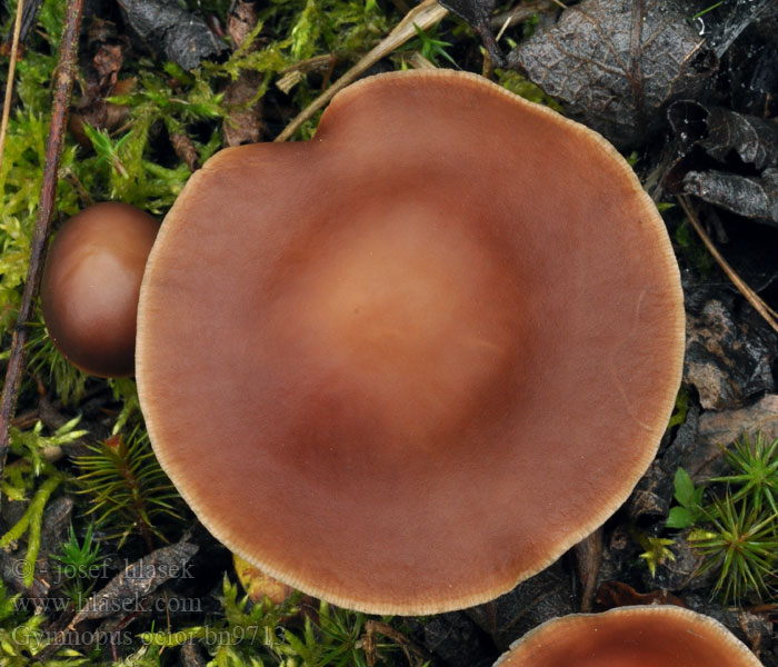 Gymnopus ocior Peniazovka hnedá Mørk Fladhat