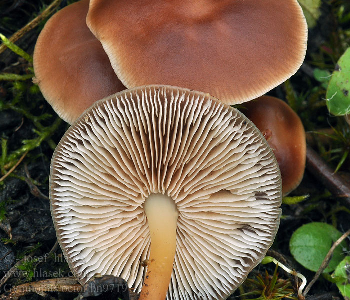 Gymnopus ocior Collybie ambrée Коллибия жёлтопластинчатая