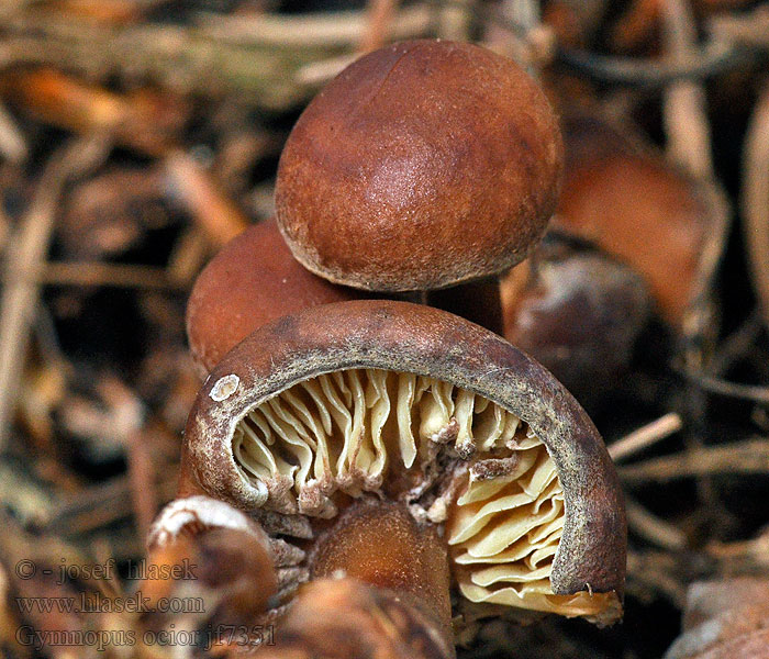 Gelbblättrige Blasssporrübling Gymnopus ocior