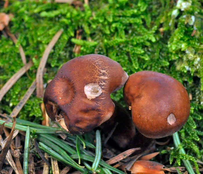 Gymnopus ocior