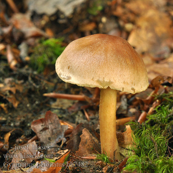 Gymnopus peronatus Collybia peronata Marasmius urens Wood Woollyfoot Penízovka hřebílkatá Bestøvlet fladhat Kirpeäjuurekas Collybie guêtrée Marasme brûlant Scherpe collybia Brennender Rübling Blasssporrübling Pepperflathatt Łysostopek cierpki Pieniążek palący Коллибия обутая Денежка жгучая Peniazovka štipľavá Brännagelskivling