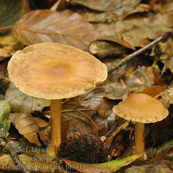 Gymnopus peronatus bi0344