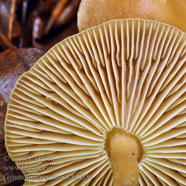 Денежка жгучая Peniazovka štipľavá Brännagelskivling Gymnopus peronatus Collybia peronata Marasmius urens Wood Woollyfoot Penízovka hřebílkatá Bestøvlet fladhat Kirpeäjuurekas Collybie guêtrée Marasme brûlant Scherpe collybia Brennender Rübling Blasssporrübling Pepperflathatt Łysostopek cierpki Pieniążek palący Коллибия обутая