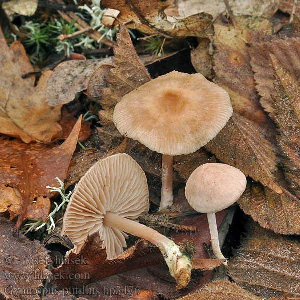 Gymnopus putillus Penízovka masová Zimtrötlicher Rübling