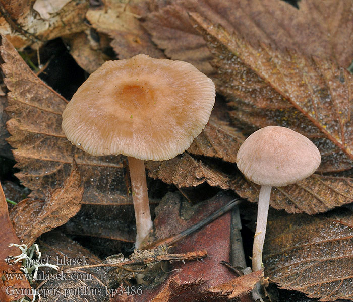 Gymnopus putillus bp3486