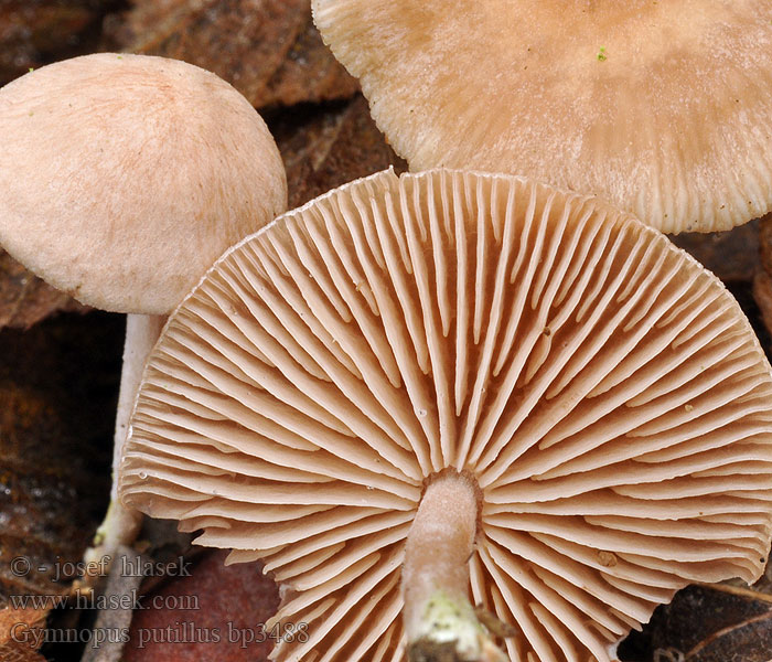 Gymnopus putillus Collybia putilla Collybie gracile