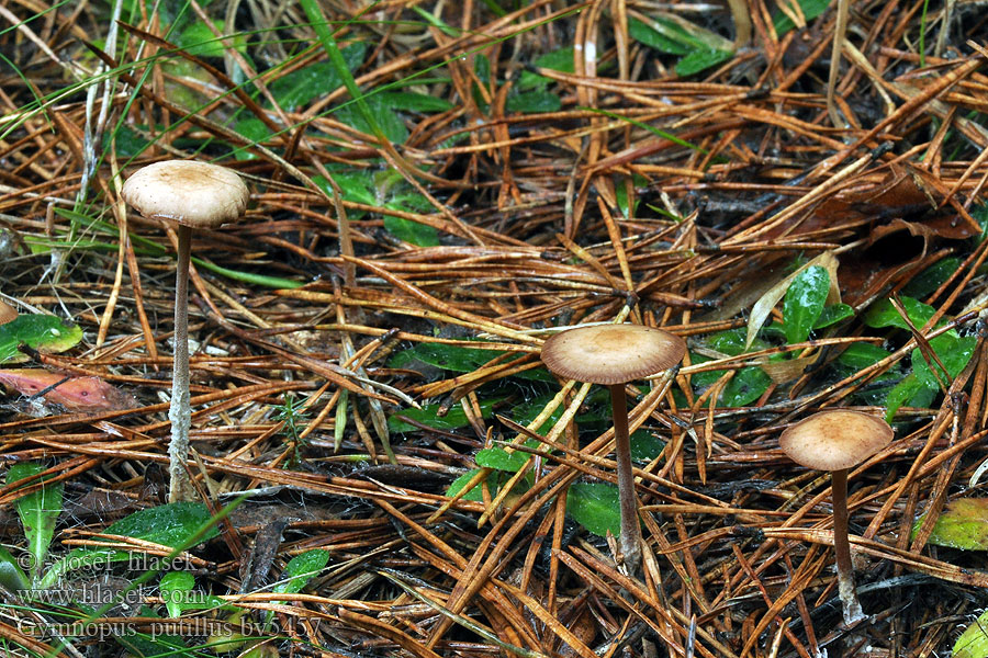 Gymnopus putillus Penízovka masová