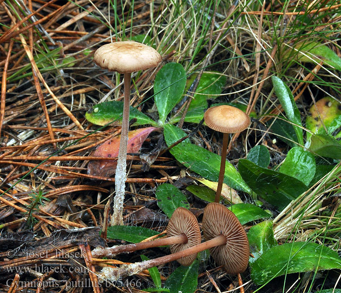 Gymnopus putillus Zimtrötlicher Rübling