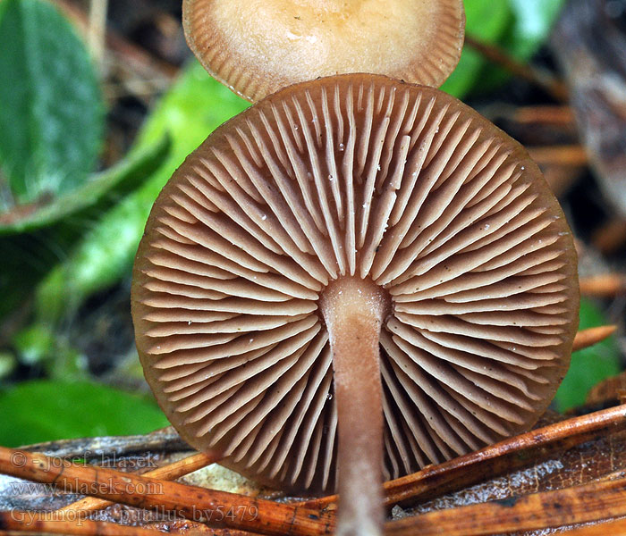 Gymnopus putillus Kanelnagelskivling