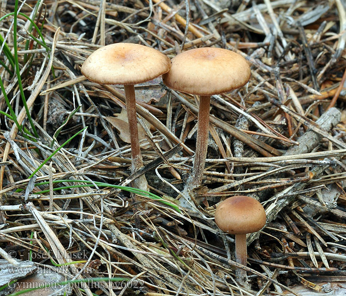 Gymnopus putillus Collybie gracile