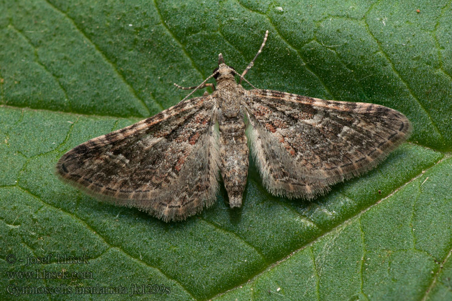 Zwartkamdwergspanner Knoppmåler Mariposa doble banda Gymnoscelis insulariata