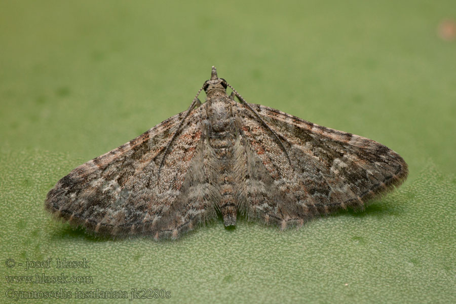 Gymnoscelis insulariata Rotgebänderter Blütenspanner Double-striped pug