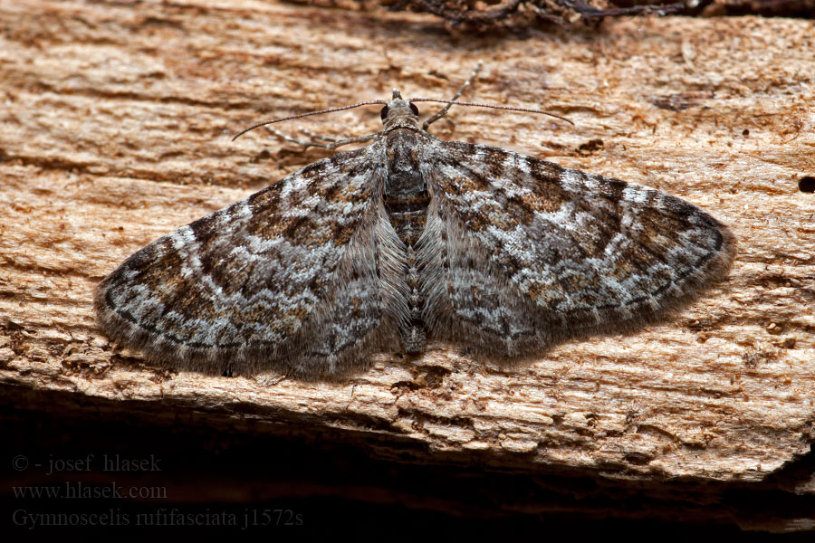 Zwerg-Blütenspanner Double-striped Pug Gymnoscelis rufifasciata