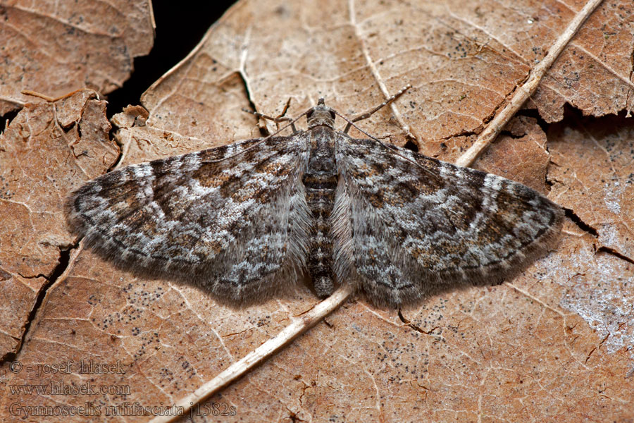 Kvetnatka malá Fausse-Eupithécie Gymnoscelis rufifasciata