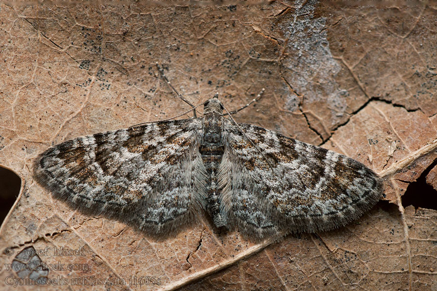 Пяденица цветочная дроковая Gymnoscelis rufifasciata