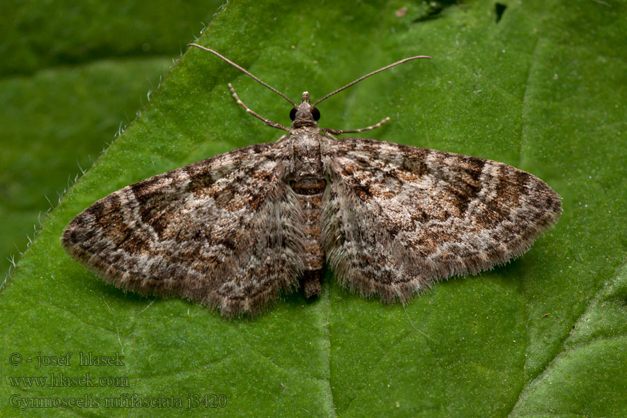 Grotniczek rudopasek Zwartkamdwergspanner Gymnoscelis rufifasciata