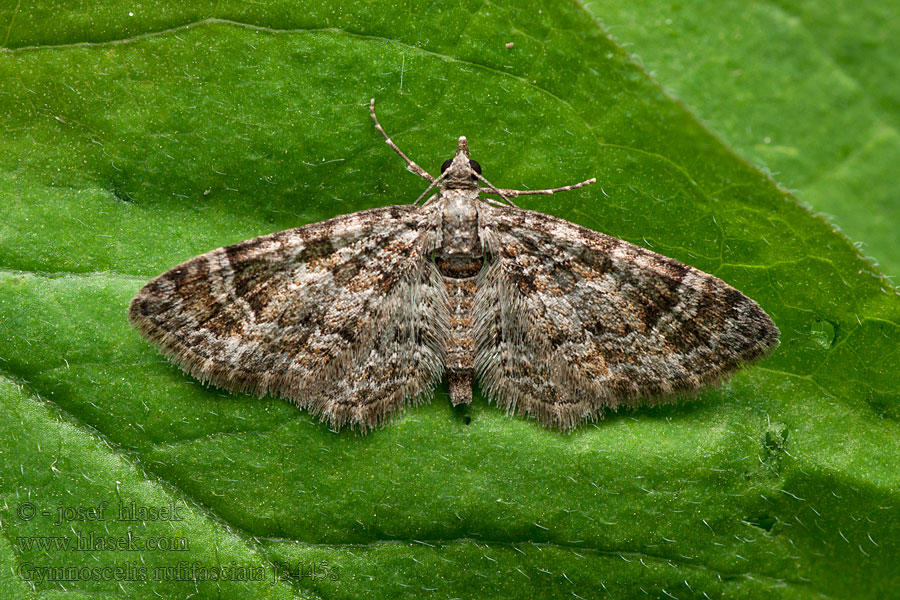 Kääpiömittari Tvåsporrad malmätare Gymnoscelis rufifasciata